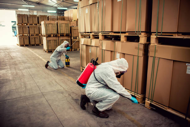 Best Wasp Removal Services  in Chatfield, MN