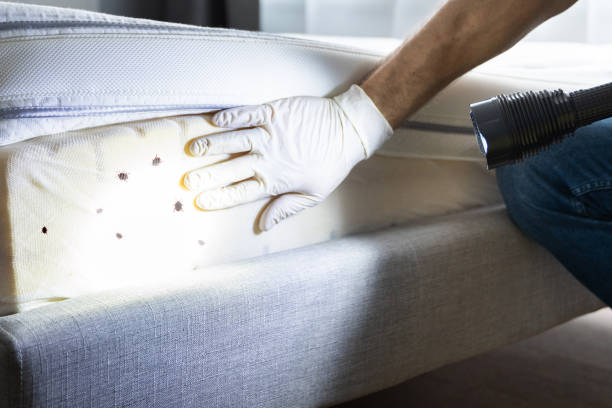 Best Residential Pest Control  in Chatfield, MN
