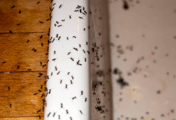 Pest Control Cost in Chatfield, MN